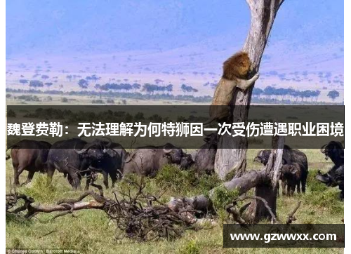 魏登费勒：无法理解为何特狮因一次受伤遭遇职业困境